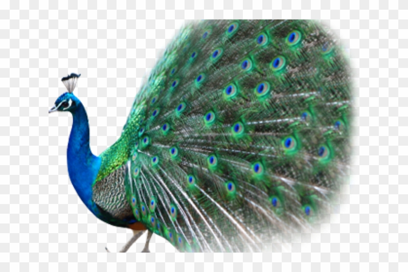 Peacock Png No Background Clipart #751195