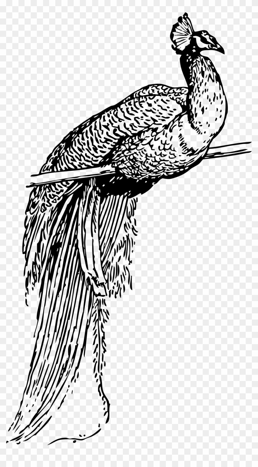 Peacock Png Clipart #751331