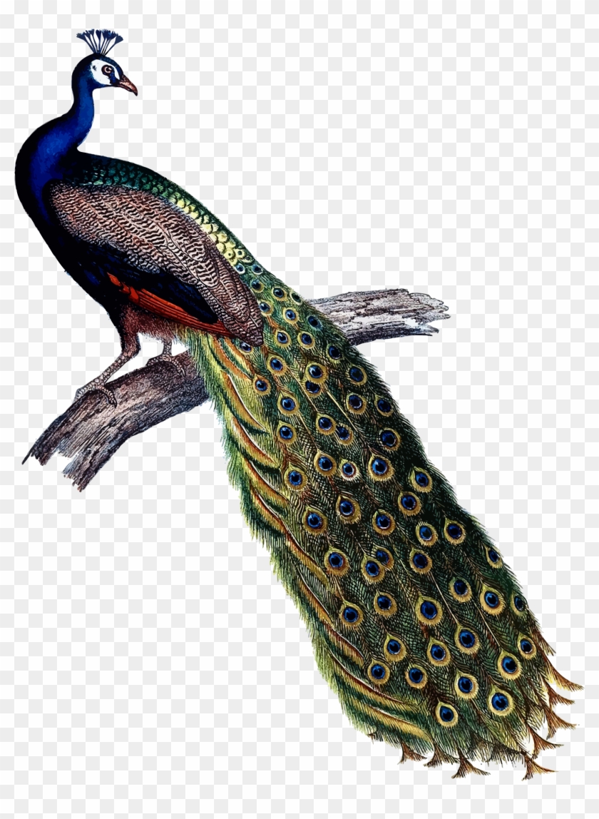 This Free Icons Png Design Of Indian Peacock Clipart