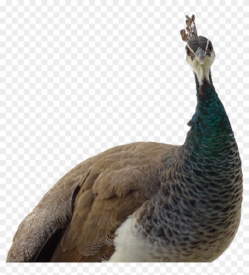 Peacock, Animal, Peacock Korunkatý, Feather, Bird - Pavo Real Con Fondo Transparente Clipart #752183