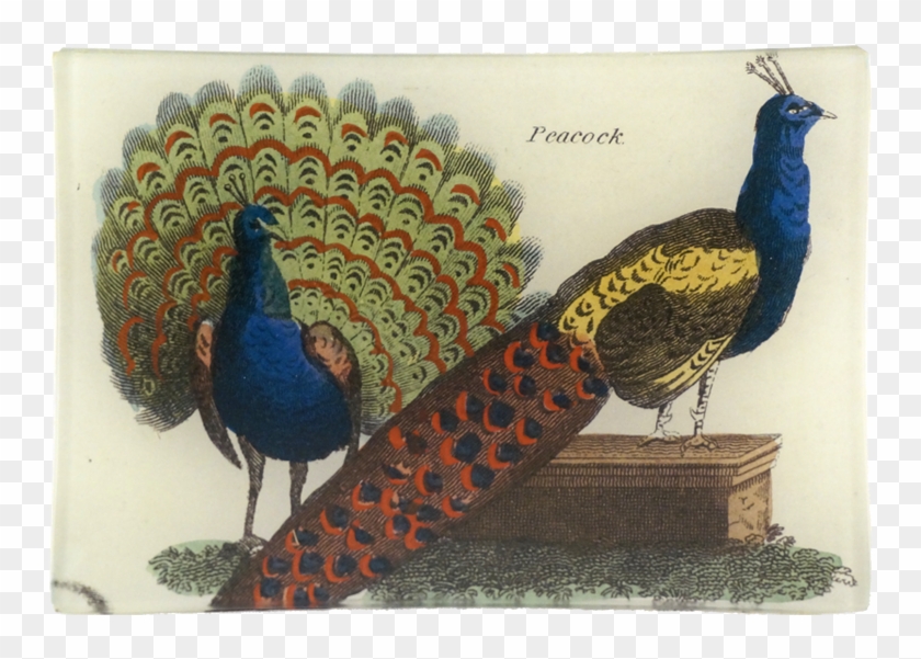 Peafowl Clipart
