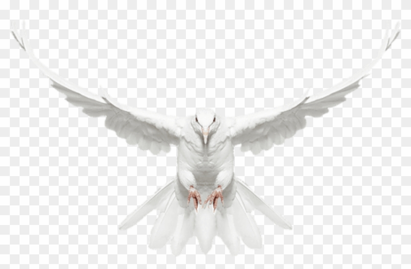 Free Png Download White Dove In Flight Free Clip-art - White Dove In Flight Transparent Png #752986