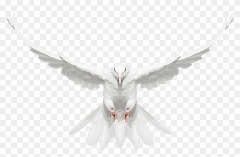 Free Png Download White Dove In Flight Free Clip-art - White Dove In Flight Transparent Png #752986