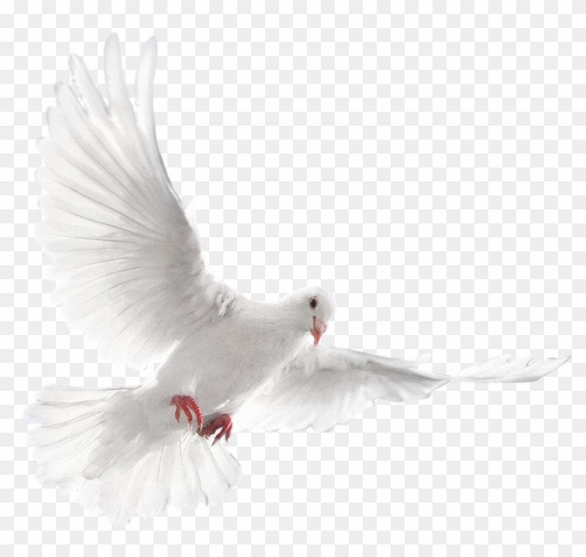 White Dove Flying Png Clipart #753248