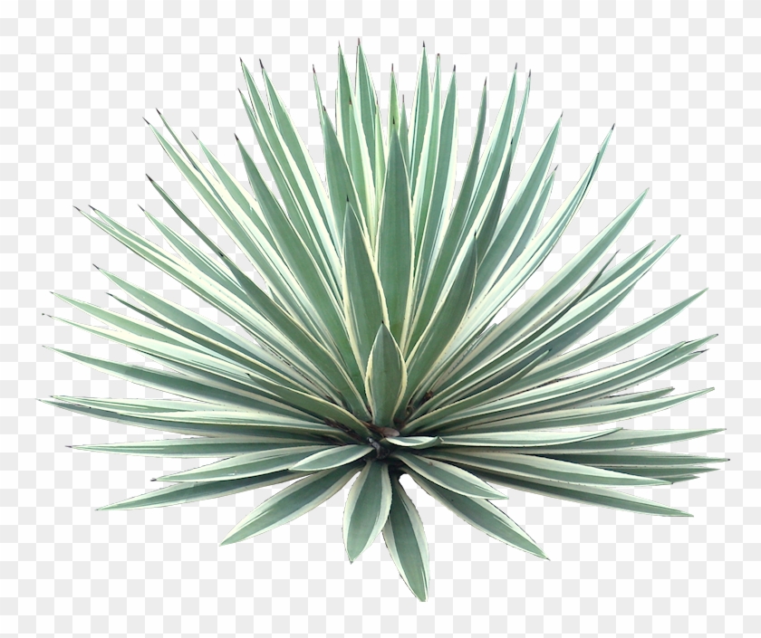 Tropical Plant Pictures - Agave Png Clipart