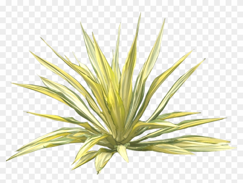 Furcraea Gigantea, Furcraea Giant False Agave - Giant Agave Png Clipart