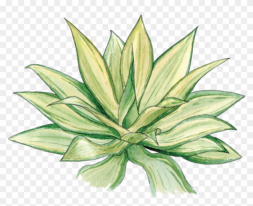 Agave Png Clipart #753931