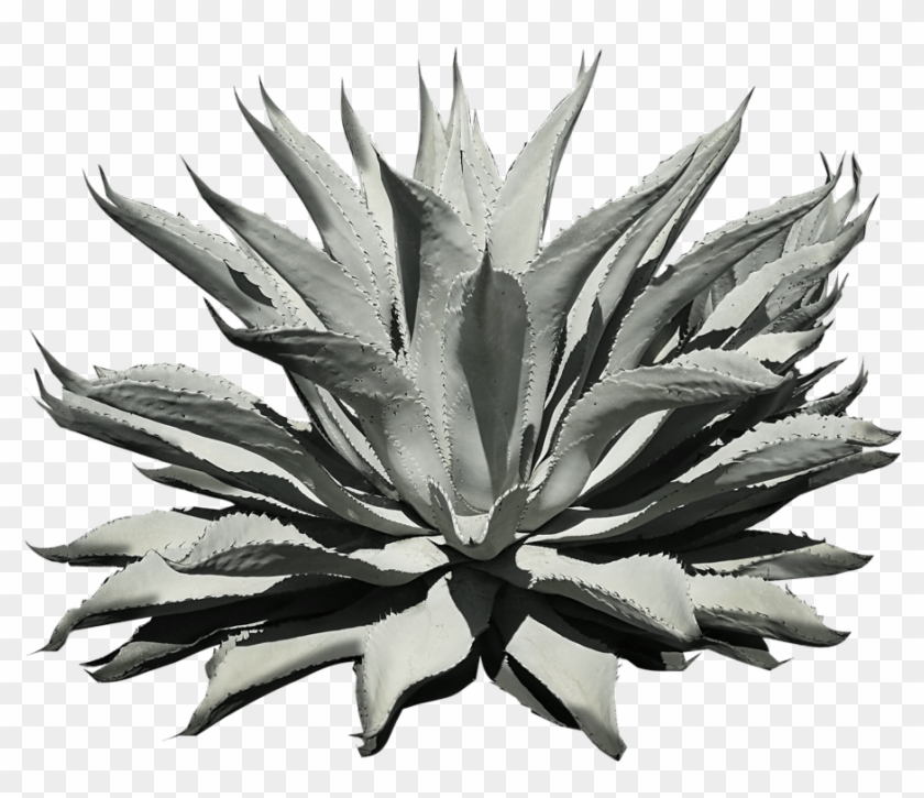Agave Azul Clipart