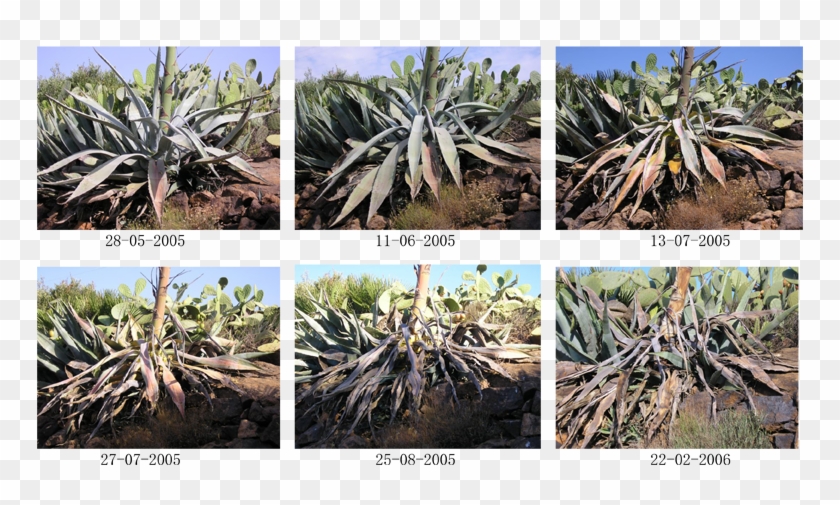 The Dying Process - Ciclo De Vida Del Maguey Clipart #754224