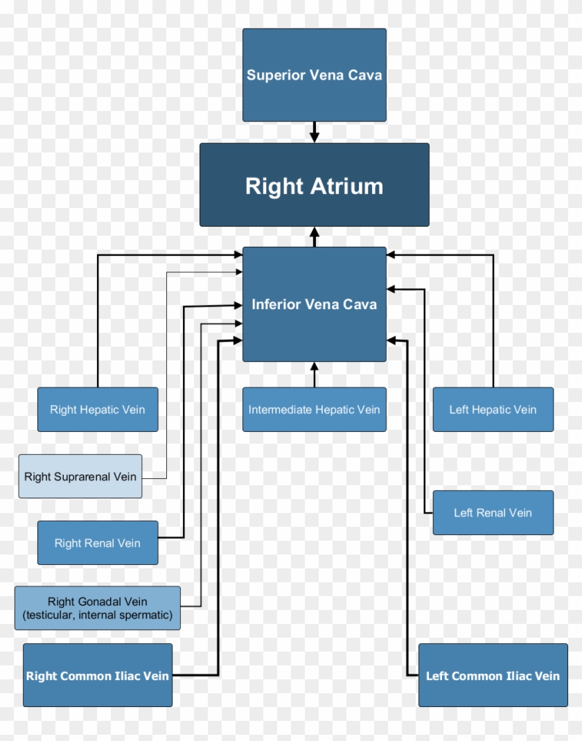 Major Veins - Inferior Vena Cava Drainage Clipart