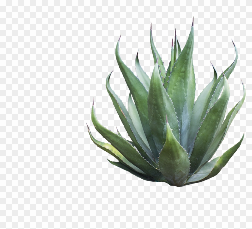 Agave Azul , Png Download Clipart