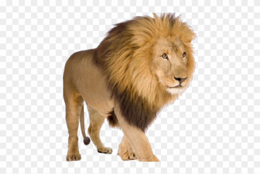 Roar Clipart Anime Lion - Lion Images With White Background - Png Download #754760