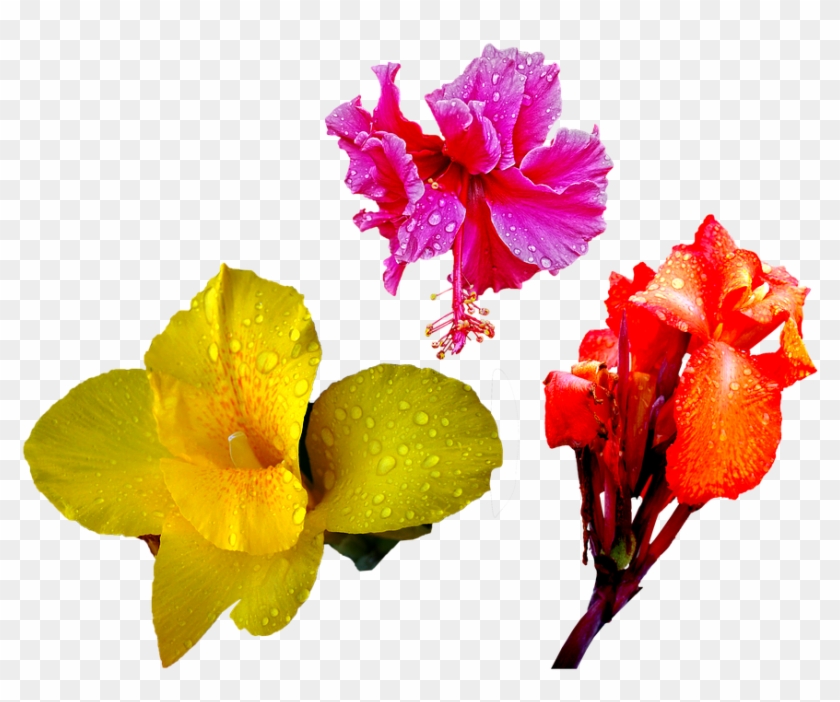 Flower Orange Red Lily Rain Drops Png Isolated - Flower Clipart