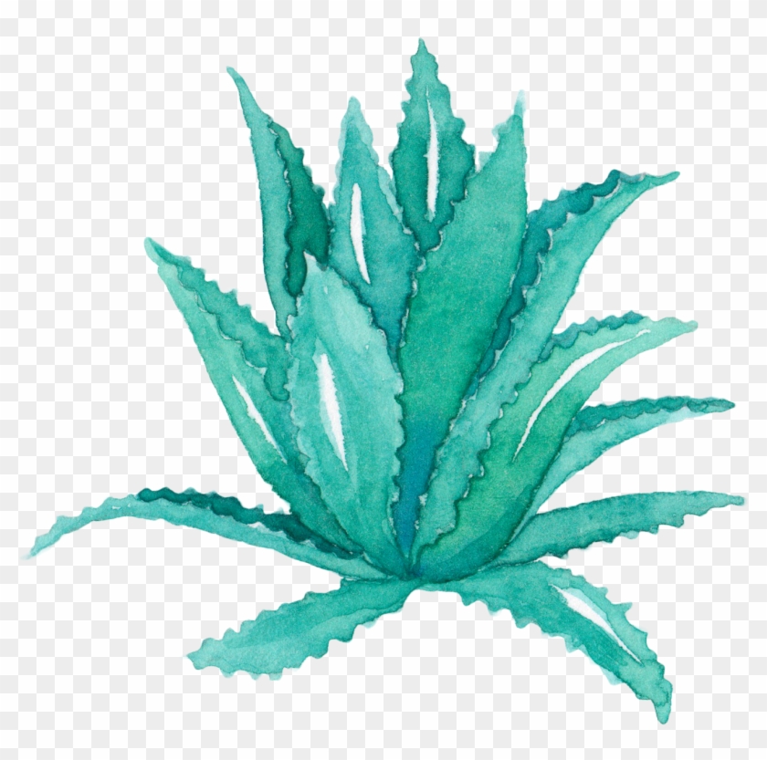1320 X 1247 8 - Succulent Watercolor Transoarent Clipart #755193