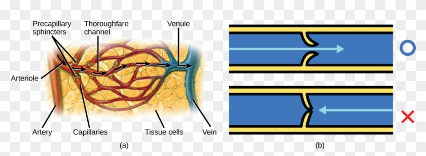 Located At - Http - //cnx - 40 04 01ab - - Capillary Blood Flow Direction Clipart