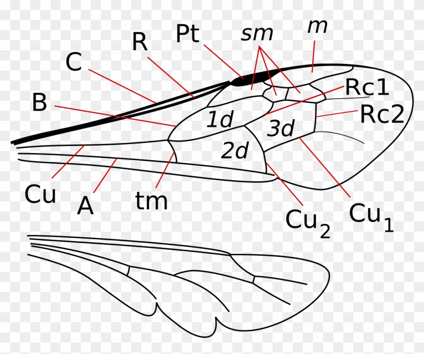 Open - Cellule Submarginale Clipart