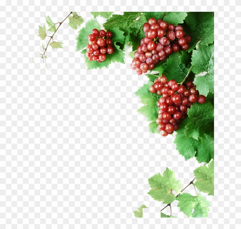 Cabernet Franc Wine Grape Vine Clip Art - Grape Tree - Png Download #755916