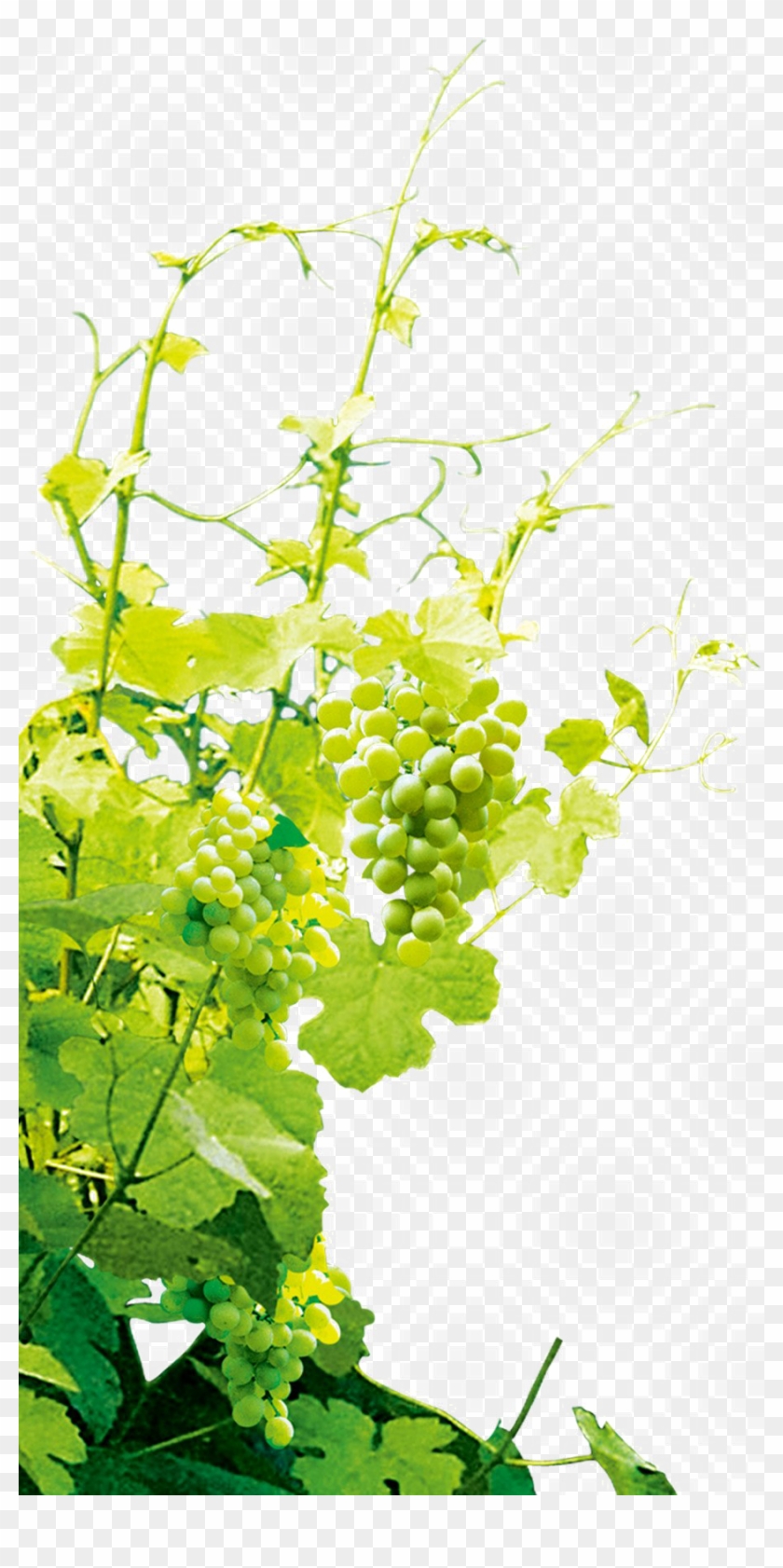 Grapevine Png Photo - Grapevine Png Clipart #755945