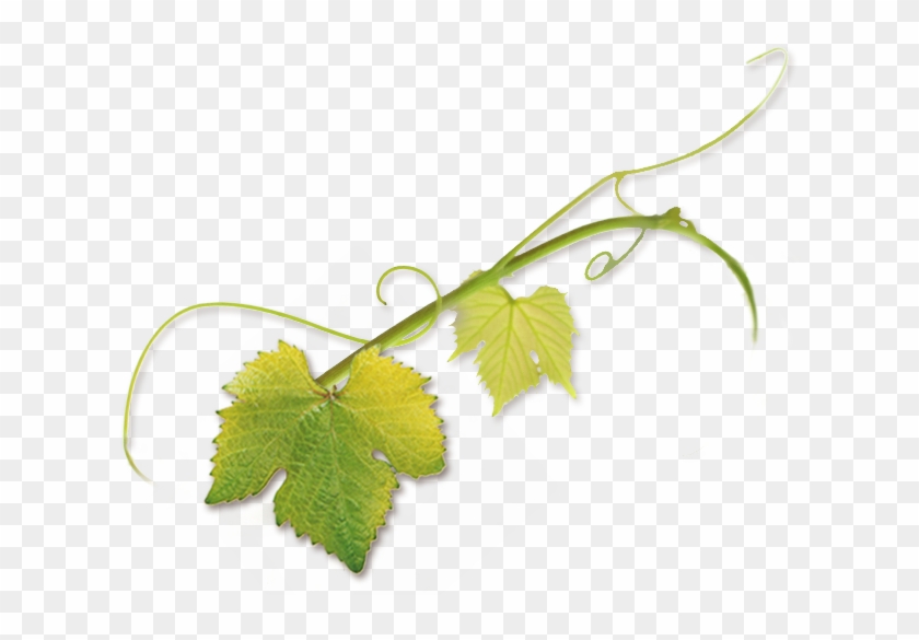“novavine Was Born Of My Own Experience Buying Grapevines - Grape Tendril Png Clipart #755986