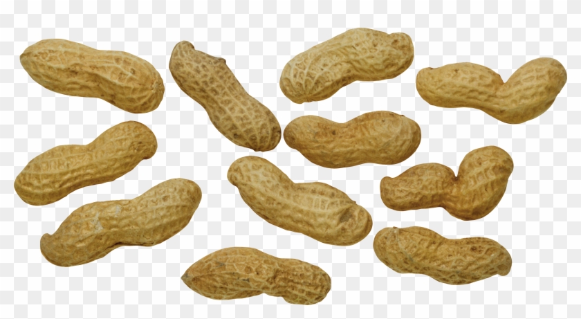 Peanut Png - Peanut Clipart #756052
