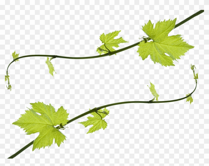 Grapevine Png Hd - Grape Leaf Clip Art Transparent Png