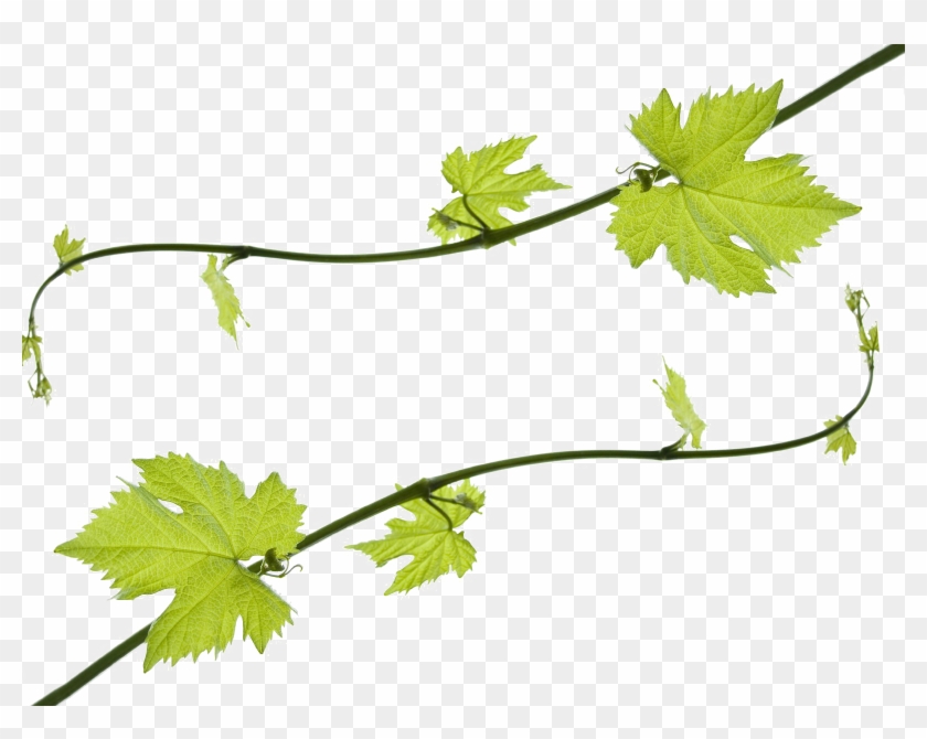 Grapevine Png Hd - Grape Leaf Clip Art Transparent Png #756086