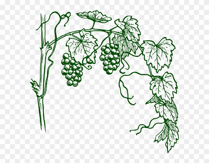 How To Set Use Green Grapevine Svg Vector Clipart