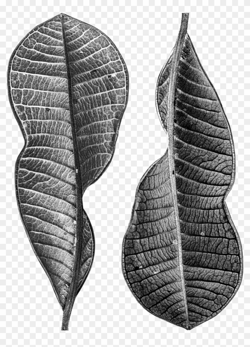 Dry Veins,free Pictures, Free - Earrings Clipart #756462