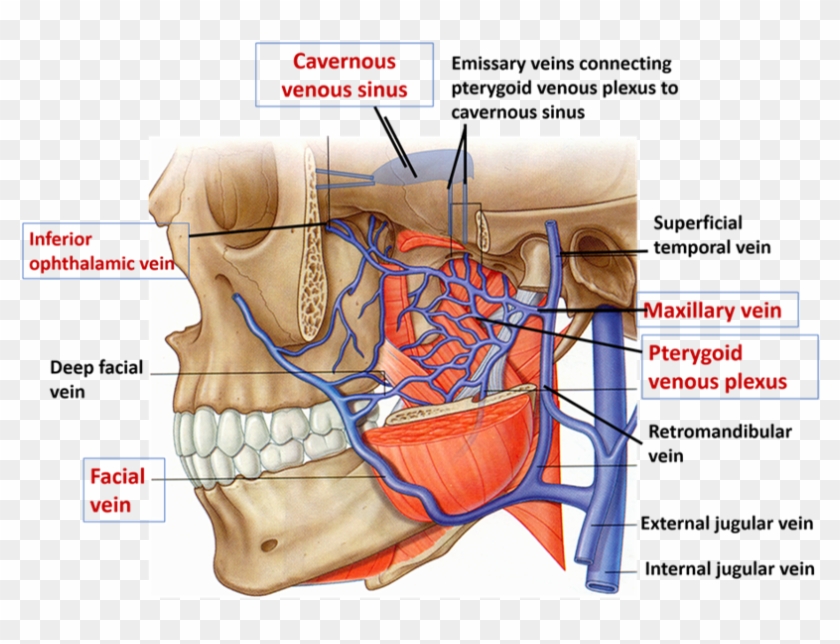 Maxillary Vein And Superficial Temporal Vein Clipart