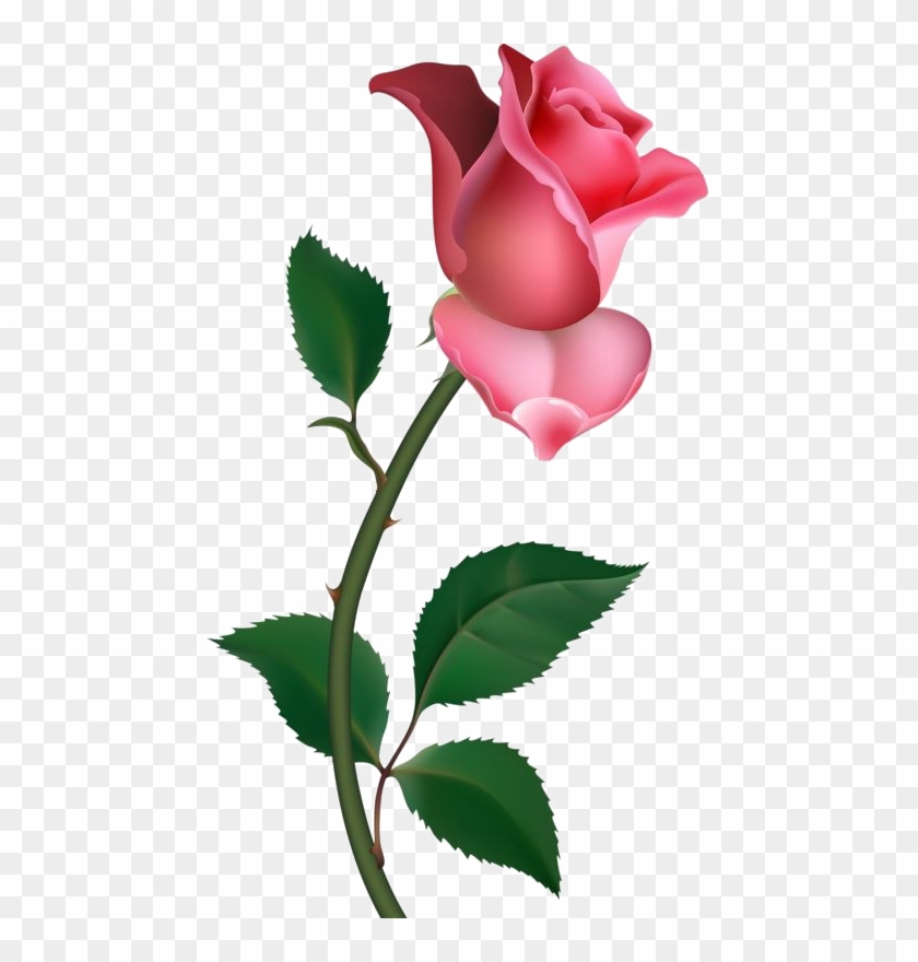 Single Rose Png Pic - Rose Png Clipart #756870