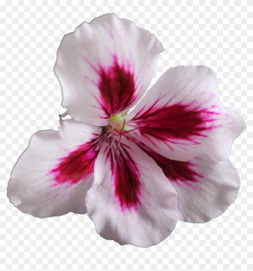 Free Icons Png - Rose Geranium Flower Png Clipart #757087