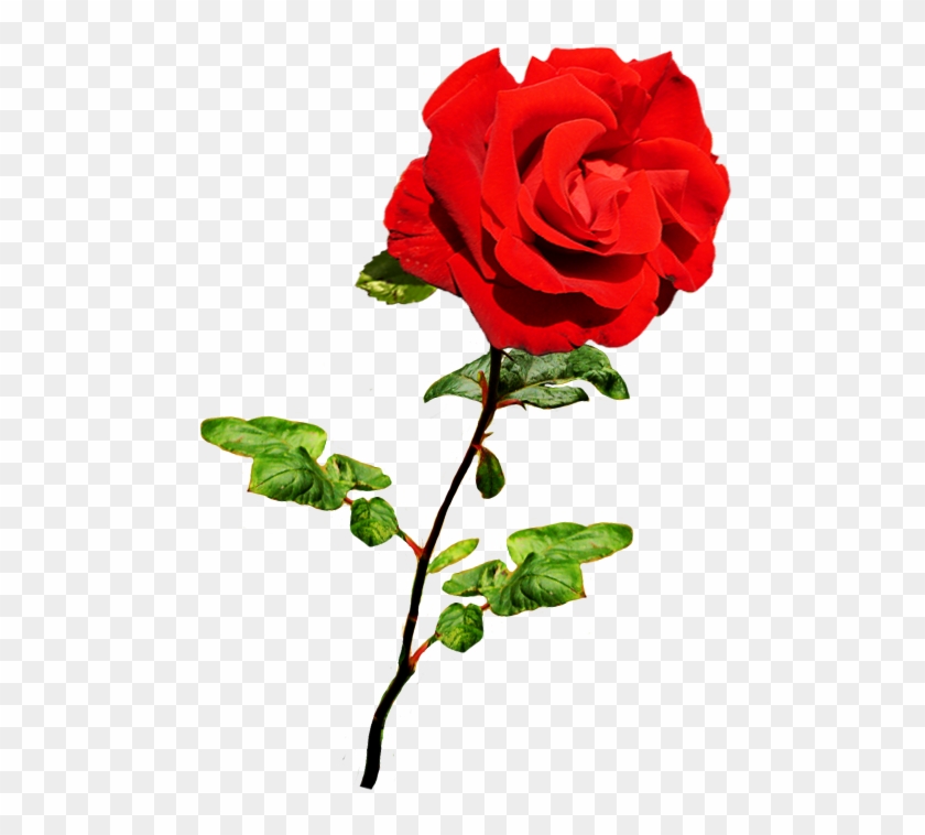 Valentine Single Roses Png Clipart #757228