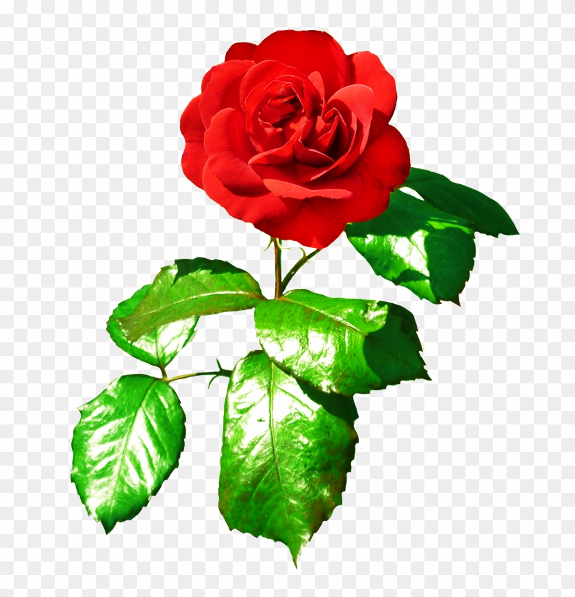 Rose Clipart Png Download - Clip Art Transparent Png #757684