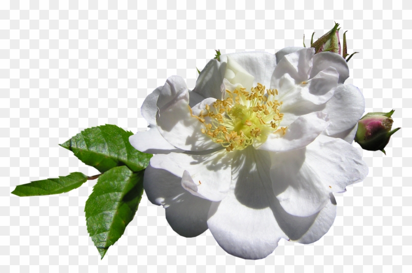 White Single Rose - Burnet Rose Clipart