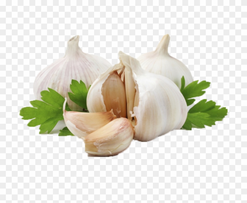 Allium Sativum L Clipart