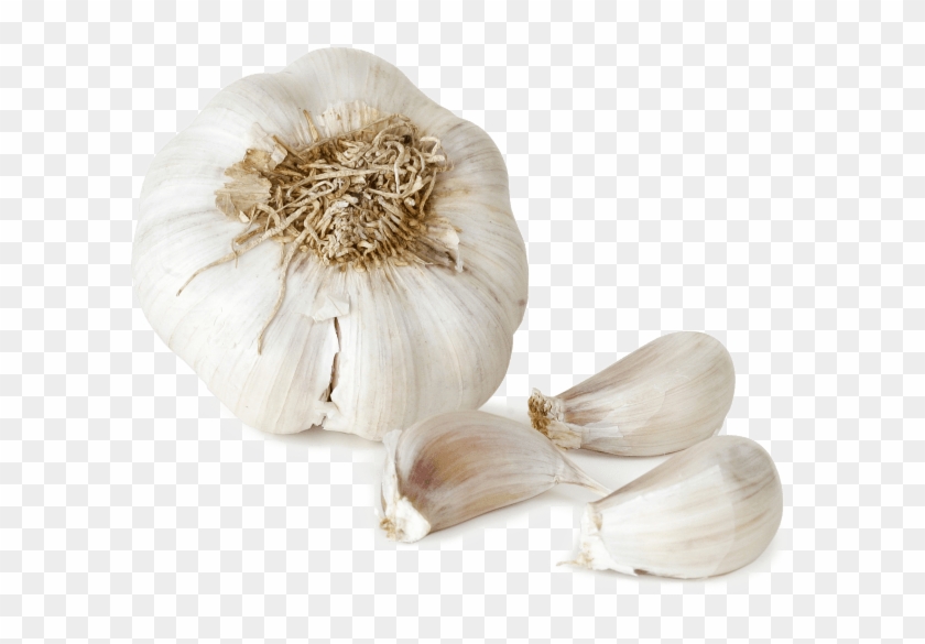 Free Png Download Garlic Png File Png Images Background - Garlic Png Clipart #758187