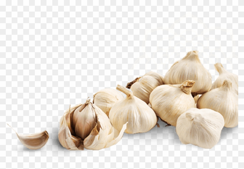Free Png Download Garlic Image Png Images Background - Garlic Clipart