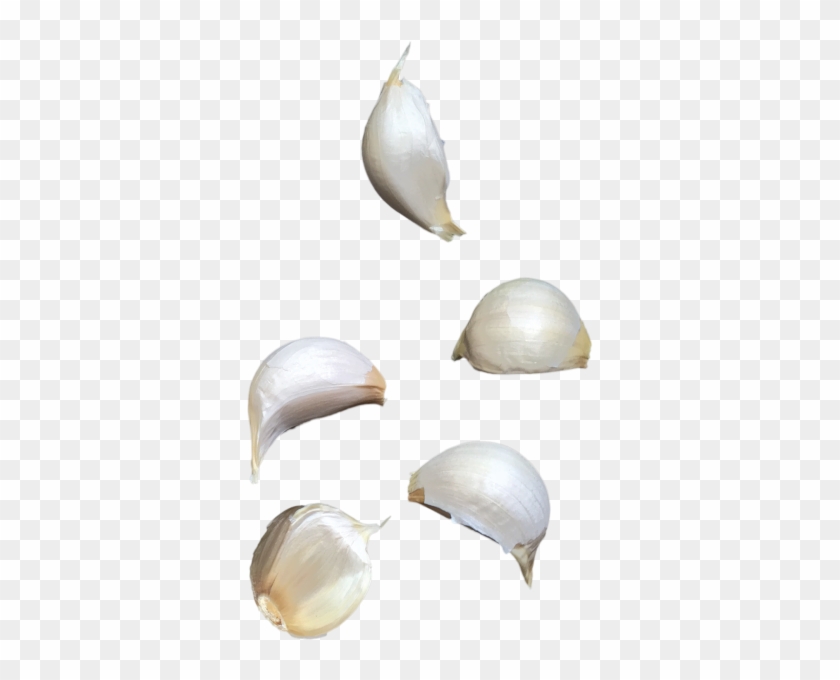 Garlic Clipart #758603