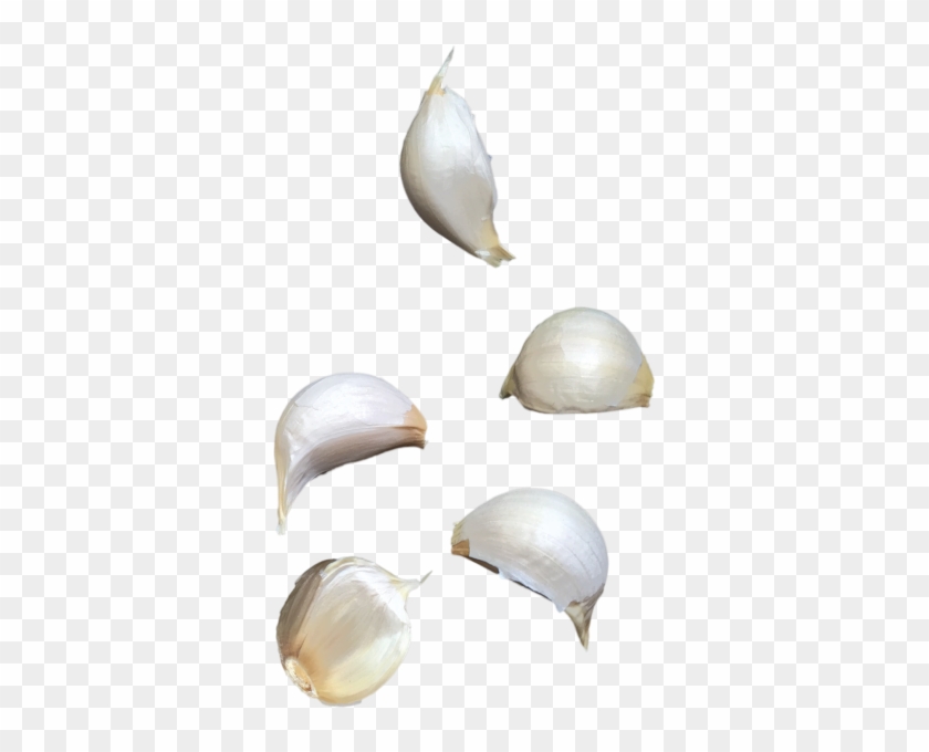 Garlic Clipart