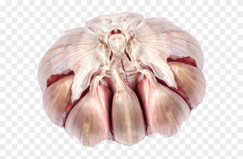 Garlic - Elephant Garlic Clipart #759076