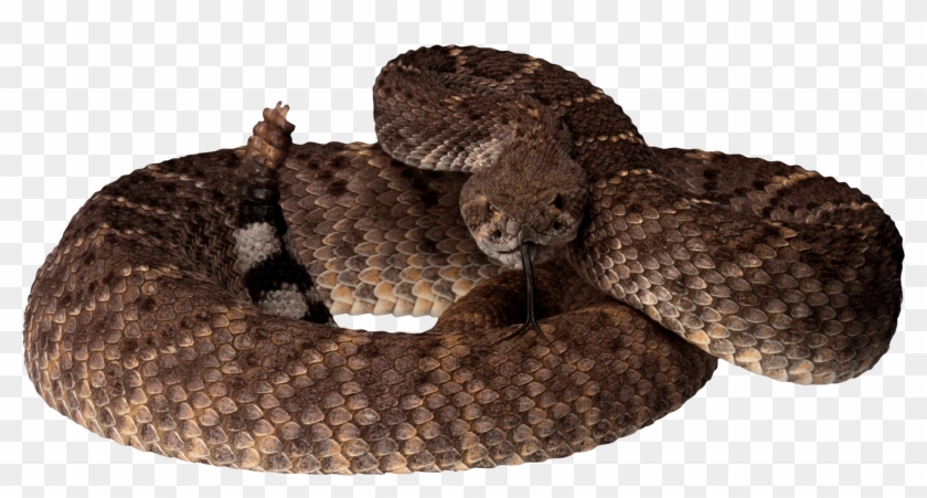 Brown Snake - Rattlesnake Image Transparent Background Clipart