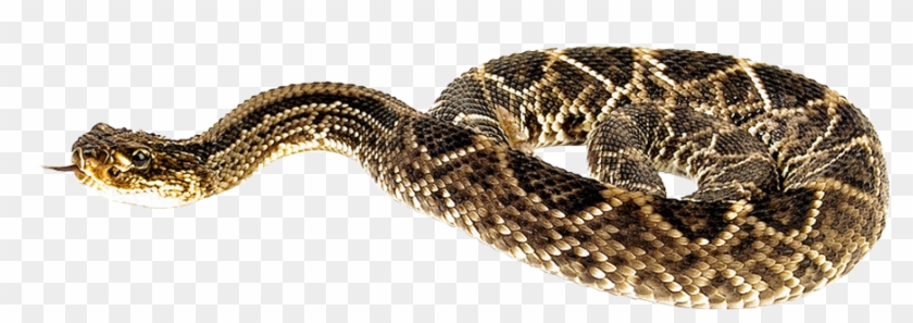 Snake Brown Png Clipart #759236