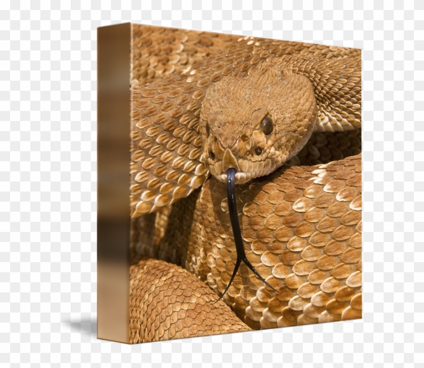 Diamond By Design Pics - Northern Copperhead Clipart #759483