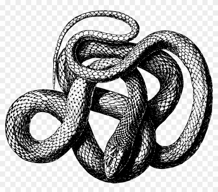 Vector Freeuse Collection Of Free Serpent Download - Black And White Snake Png Clipart