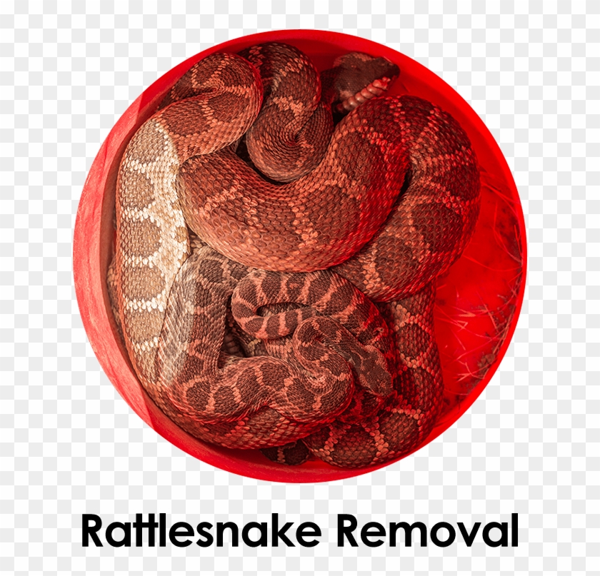 Rattlesnake Clipart Orange Snake - Python - Png Download #759795