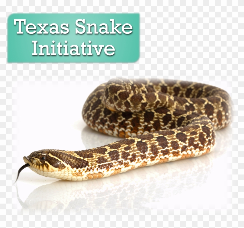 Websiteheader2 - Smooth Earth Snake Clipart #759928