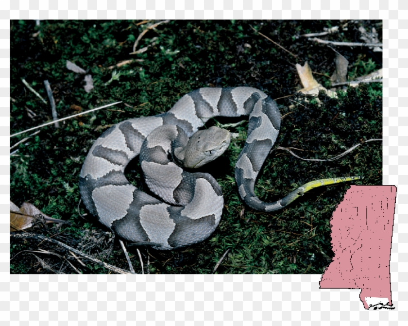 Copperhead - Northern Copperhead Clipart #759989