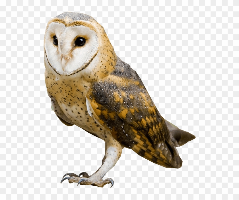 Barn Owl Png Clipart #760363
