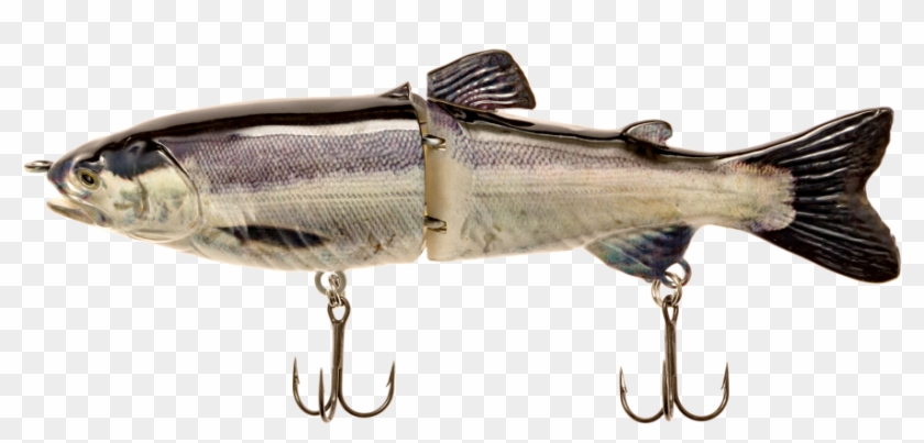 More Views - Beloniformes Clipart