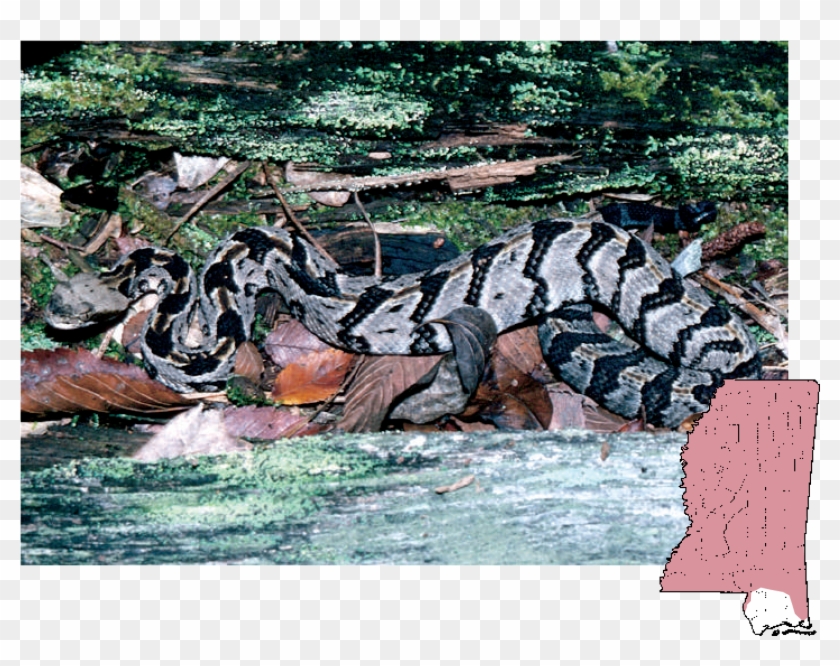 Canebrake Rattlesnake - Burmese Python Clipart #760448